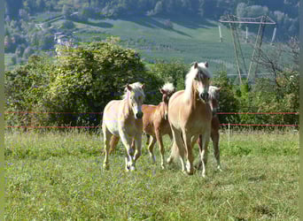 Haflinger, Ruin, 5 Jaar