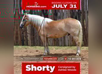 Haflinger, Ruin, 6 Jaar, 145 cm, Palomino