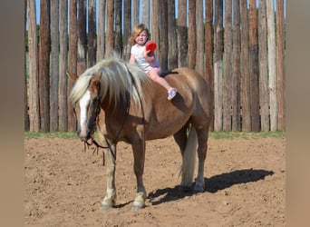 Haflinger, Ruin, 6 Jaar, 145 cm, Palomino