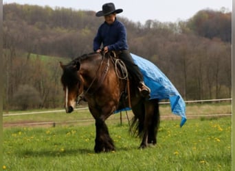 Haflinger, Ruin, 6 Jaar, 147 cm, Buckskin