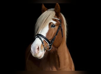Haflinger, Ruin, 6 Jaar, 148 cm, Vos