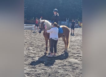 Haflinger, Ruin, 6 Jaar, 150 cm, Vos