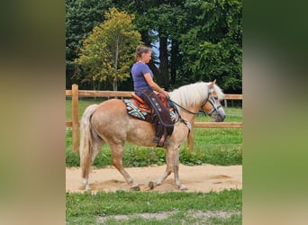 Haflinger, Ruin, 6 Jaar, 150 cm, Vos