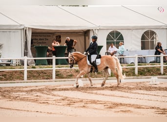 Haflinger, Ruin, 6 Jaar, 153 cm, Vos