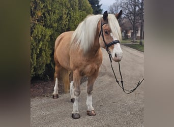 Haflinger Mix, Ruin, 6 Jaar, 155 cm, Palomino