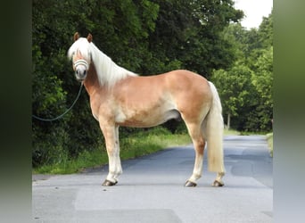 Haflinger, Ruin, 6 Jaar, 155 cm, Vos