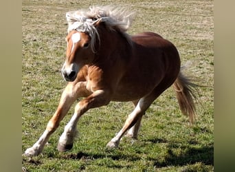 Haflinger, Ruin, 6 Jaar, 160 cm, Vos