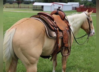 Haflinger Mix, Ruin, 6 Jaar, Dunalino