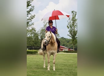 Haflinger, Ruin, 6 Jaar, Palomino