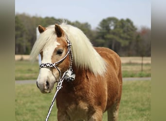 Haflinger, Ruin, 7 Jaar, 140 cm, Donkere-vos