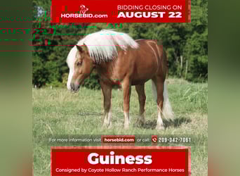 Haflinger, Ruin, 7 Jaar, 142 cm, Roodvos