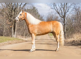 Haflinger, Ruin, 7 Jaar, 145 cm, Palomino