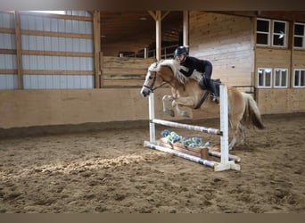 Haflinger, Ruin, 7 Jaar, 145 cm, Palomino