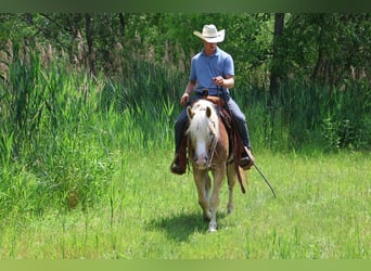 Haflinger, Ruin, 7 Jaar, 145 cm, Palomino