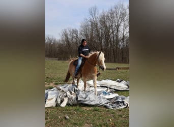 Haflinger, Ruin, 7 Jaar, 145 cm, Palomino
