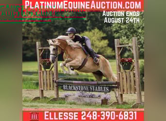 Haflinger, Ruin, 7 Jaar, 145 cm, Palomino
