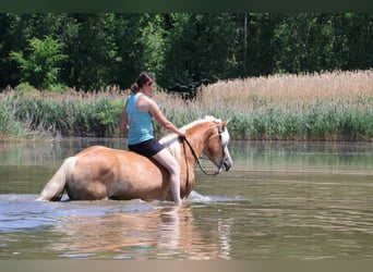 Haflinger, Ruin, 7 Jaar, 145 cm, Palomino