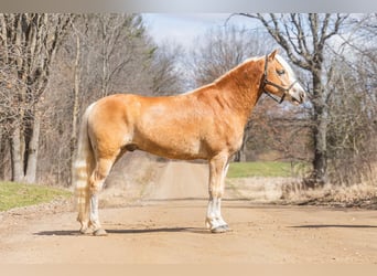 Haflinger, Ruin, 7 Jaar, 145 cm, Palomino