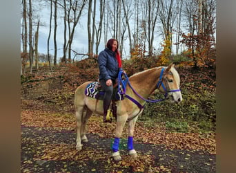 Haflinger, Ruin, 7 Jaar, 146 cm, Vos