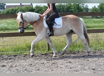 Haflinger, Ruin, 7 Jaar, 154 cm, Vos