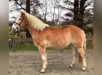 Haflinger, Ruin, 7 Jaar, 154 cm, Vos