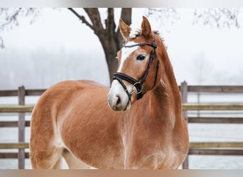 Haflinger, Ruin, 7 Jaar, 155 cm, Vos