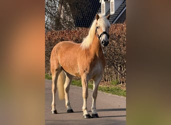 Haflinger, Ruin, 7 Jaar, 161 cm, Palomino