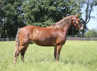 Haflinger, Ruin, 8 Jaar, 137 cm, Bruin