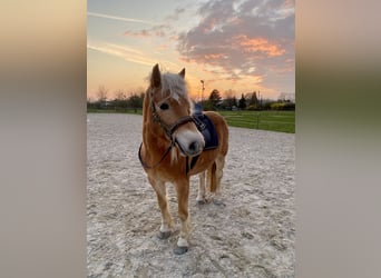 Haflinger, Ruin, 8 Jaar, 143 cm