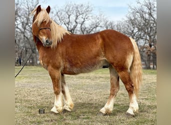 Haflinger, Ruin, 8 Jaar, 145 cm, Donkere-vos