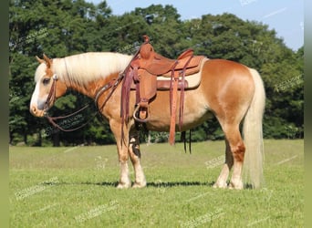 Haflinger, Ruin, 8 Jaar, 145 cm, Palomino