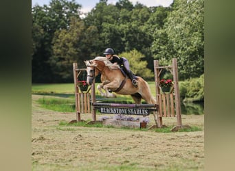 Haflinger, Ruin, 8 Jaar, 145 cm, Palomino