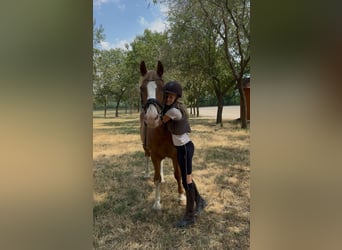 Haflinger Mix, Ruin, 8 Jaar, 145 cm, Vos