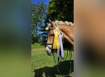 Haflinger, Ruin, 8 Jaar, 147 cm, Roodvos