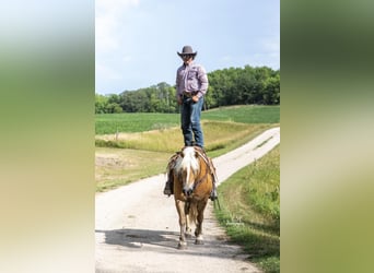 Haflinger, Ruin, 8 Jaar, 147 cm, Roodvos