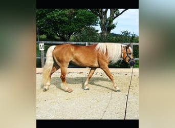 Haflinger, Ruin, 8 Jaar, 148 cm, Vos