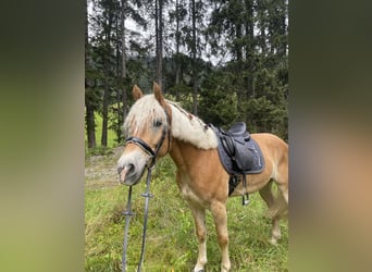 Haflinger, Ruin, 8 Jaar, 156 cm, Vos