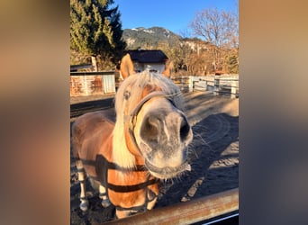 Haflinger, Ruin, 8 Jaar, 160 cm
