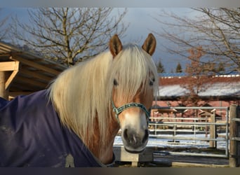 Haflinger, Ruin, 8 Jaar, 160 cm