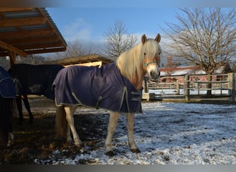 Haflinger, Ruin, 8 Jaar, 160 cm