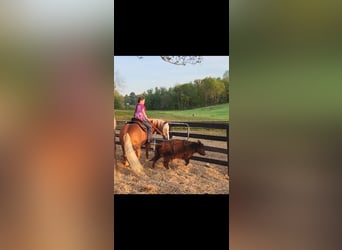 Haflinger, Ruin, 8 Jaar, Donkere-vos