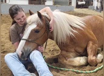 Haflinger, Ruin, 8 Jaar, Donkere-vos