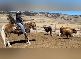 Haflinger, Ruin, 8 Jaar, Roodvos
