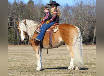 Haflinger Mix, Ruin, 8 Jaar, Roodvos