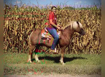 Haflinger, Ruin, 9 Jaar, 137 cm, Donkere-vos