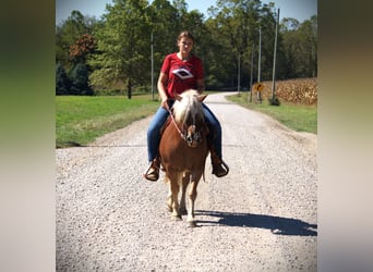 Haflinger, Ruin, 9 Jaar, 137 cm, Roan-Red