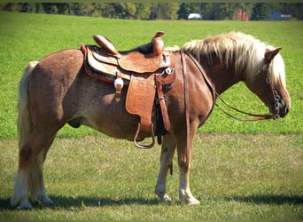 Haflinger, Ruin, 9 Jaar, 137 cm, Roan-Red