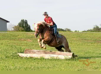 Haflinger, Ruin, 9 Jaar, 137 cm, Roodvos