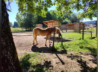 Haflinger, Ruin, 9 Jaar, 146 cm, Falbe