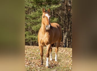 Haflinger, Ruin, 9 Jaar, 147 cm, Buckskin